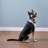 Buffalo Check Large Pet Bandana Set