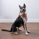 Fall Plaid Large Pet Bandana Set