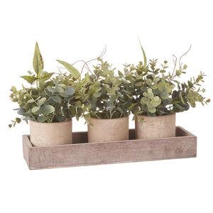 12.75" Potted Eucalyptus Arrangements with Tray