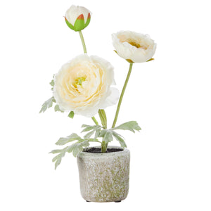 11" Potted White Ranunculus