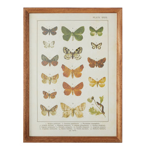 21.5" Butterfly Chart Framed Print