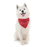 Reflective Dog Bandana in Red - Medium/Large